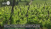 Non si trovano giovani per lavorare in vigna