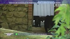 Valbrembo, cercasi nome per un cucciolo di pantera