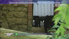 Valbrembo, cercasi nome per un cucciolo di pantera