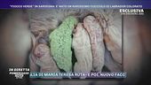 ''Fiocco verde'' in Sardegna: è nato un rarissimo cucciolo di Labrador colorato