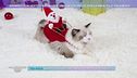 Animali con vestiti natalizi e unghie colorate