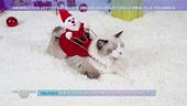 Animali con vestiti natalizi e unghie colorate