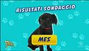 Si chiama Mes il nuovo cucciolo di Striscia la notizia