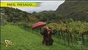 Alla scoperta di vini antichi