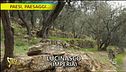 Paesi, paesaggi...a Lucinasco, patria degli ulivi