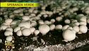 Come nascono i funghi?
