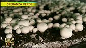 Come nascono i funghi?
