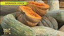 Zucca, caratteristica e proprietà