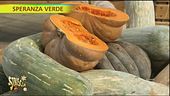 Zucca, caratteristica e proprietà