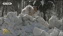 Yeti e Bigfoot, fantasia o realtà?
