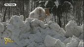 Yeti e Bigfoot, fantasia o realtà?