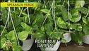 Pothos, varietà, luce e gestione