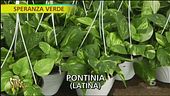 Pothos, varietà, luce e gestione