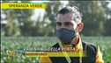 Brassicacee, proprietà e benefici