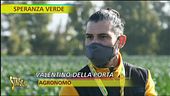 Brassicacee, proprietà e benefici