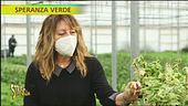 Pianta dell'incenso, come si coltiva