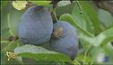 Specie aliene invasive, un problema anche economico