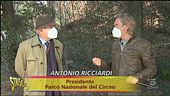 Parco del Circeo, brutte notizie per i daini