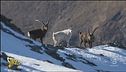 Animale misterioso sulle Alpi, è un ibrido