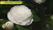 Camelie, come coltivarle e sfruttarle