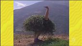 Striscia tra poco