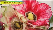 Anemoni, varietà e proprietà terapeutiche