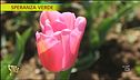 Roma come l'Olanda, il campo di tulipani u-pick