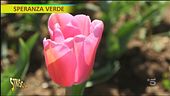 Roma come l'Olanda, il campo di tulipani u-pick