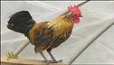 Moncalieri, il gallo molesto