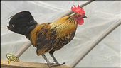 Moncalieri, il gallo molesto