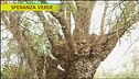 Sughero, un materiale sottovalutato