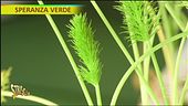 Finocchietto selvatico, dove si trova e come si utilizza