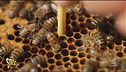 Giornata mondiale della biodiversità, perché è importante