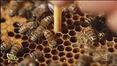 Giornata mondiale della biodiversità, perché è importante