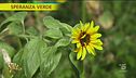 Girasoli, tutto quello che dovete sapere