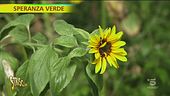 Girasoli, tutto quello che dovete sapere