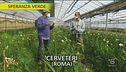 Fresie, come piantarle e coltivarle