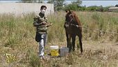Dana, il cavallo abbandonato in un campo