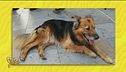 Whisky, il cane diventato una star