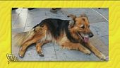 Whisky, il cane diventato una star