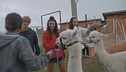 Nella casa degli Alpaca