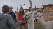 Nella casa degli Alpaca
