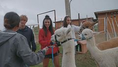 Nella casa degli Alpaca