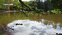 La foresta umbra