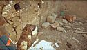 Viviana e Giole: i cani della collina