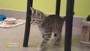 La gatta "infiltrata"
