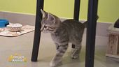 La gatta "infiltrata"