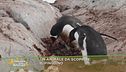 Un animale da scoprire: il pinguino