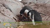 Un animale da scoprire: il pinguino