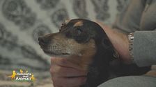 La nuova vita di Peppino